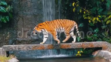 老虎走在瀑布附近的岩石上。 泰国